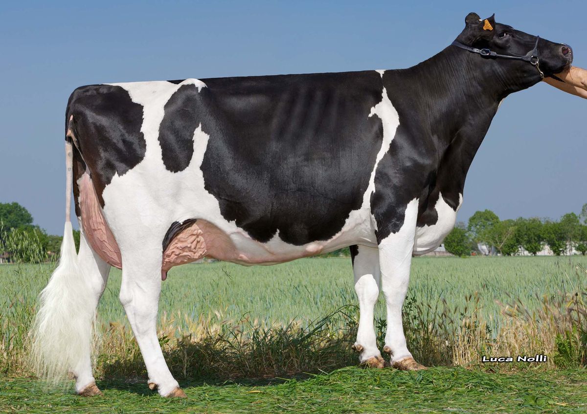 IT017991580153_ZANI SILVER AMBRA ET VG86 – 4th dam of LEON