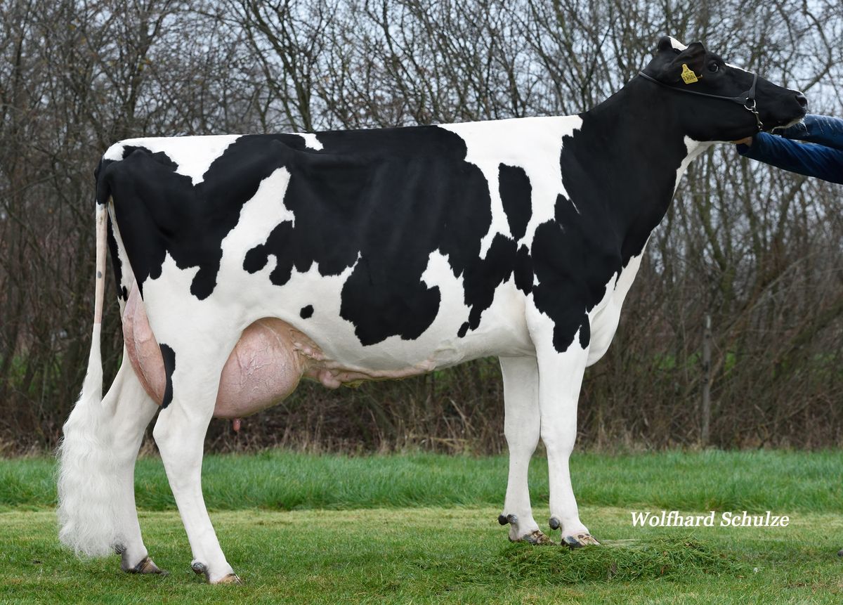 jeh just perfect DE0358007784 – 4th dam of JOYPAD