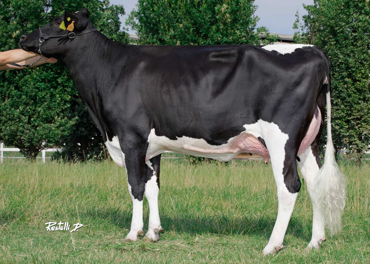 IT019992150112 GO-FARM NIKAY ET – dam of GRINDER PP – Go-Farm di Gozzini Luca e Liborio Fabio Soc. Agr. S.S. – Casalmorano (CR)