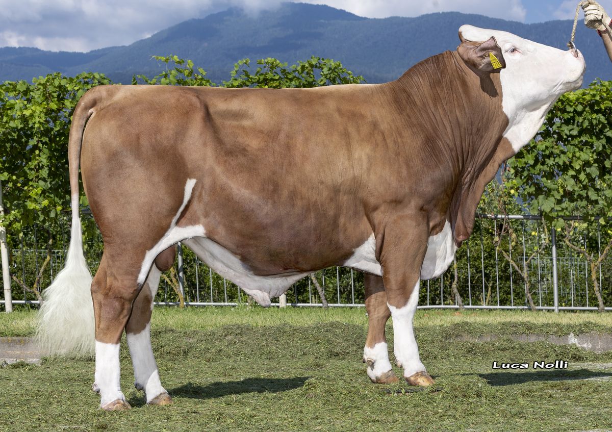 09-08-2024 Toro WHACO © SB WHAKO