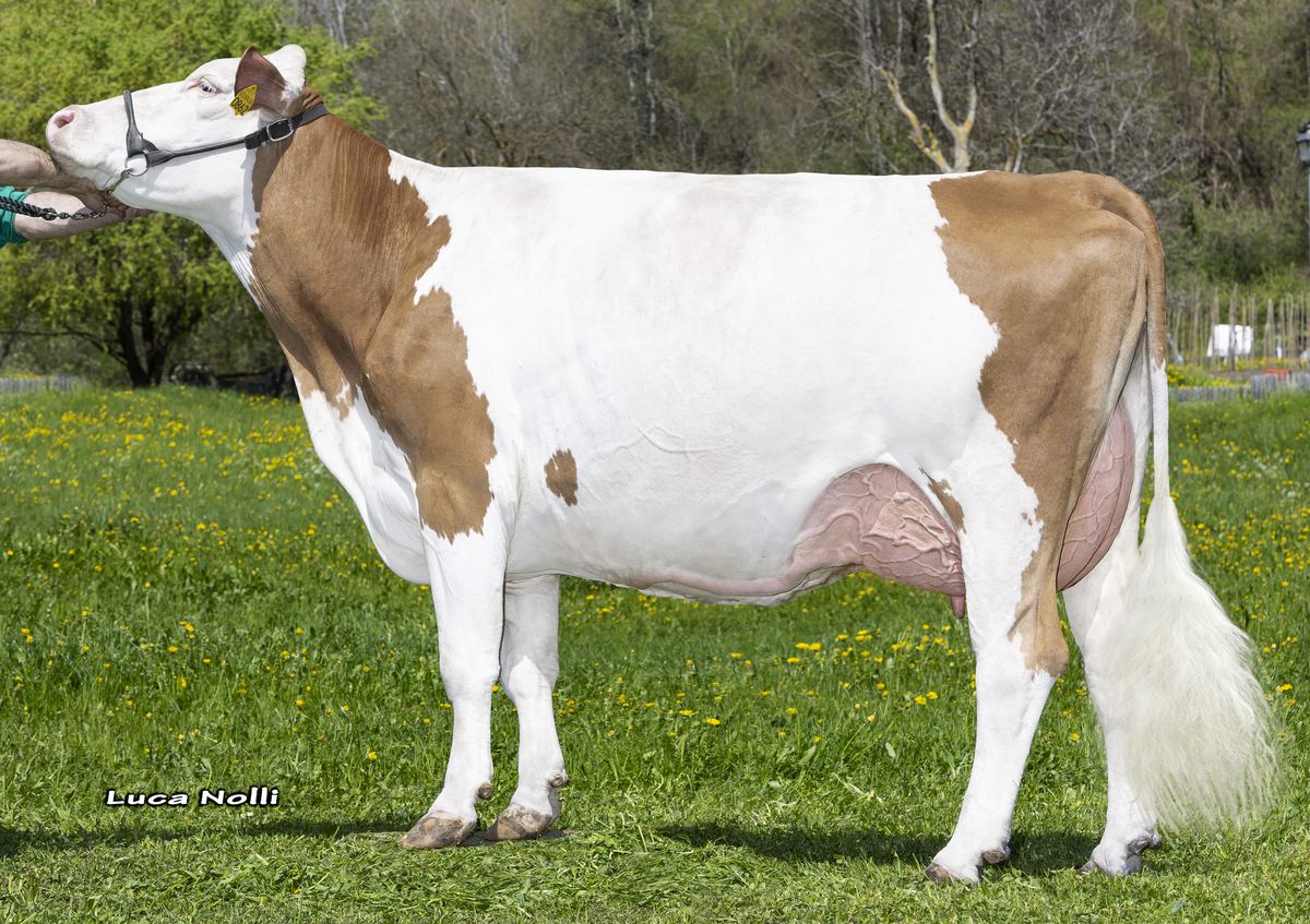 12-04-2024 IT022990300862 De Paoli HERZSCHLAG Rasa ©