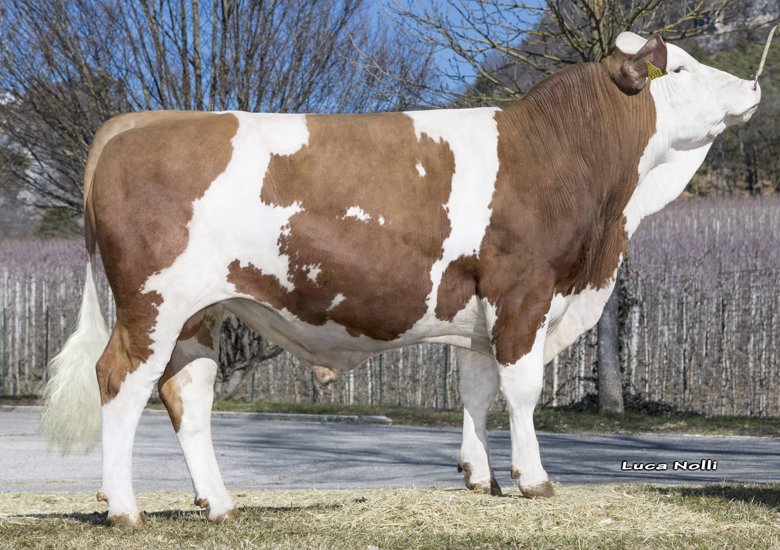 28-02-2023 Toro EGOLAS ©