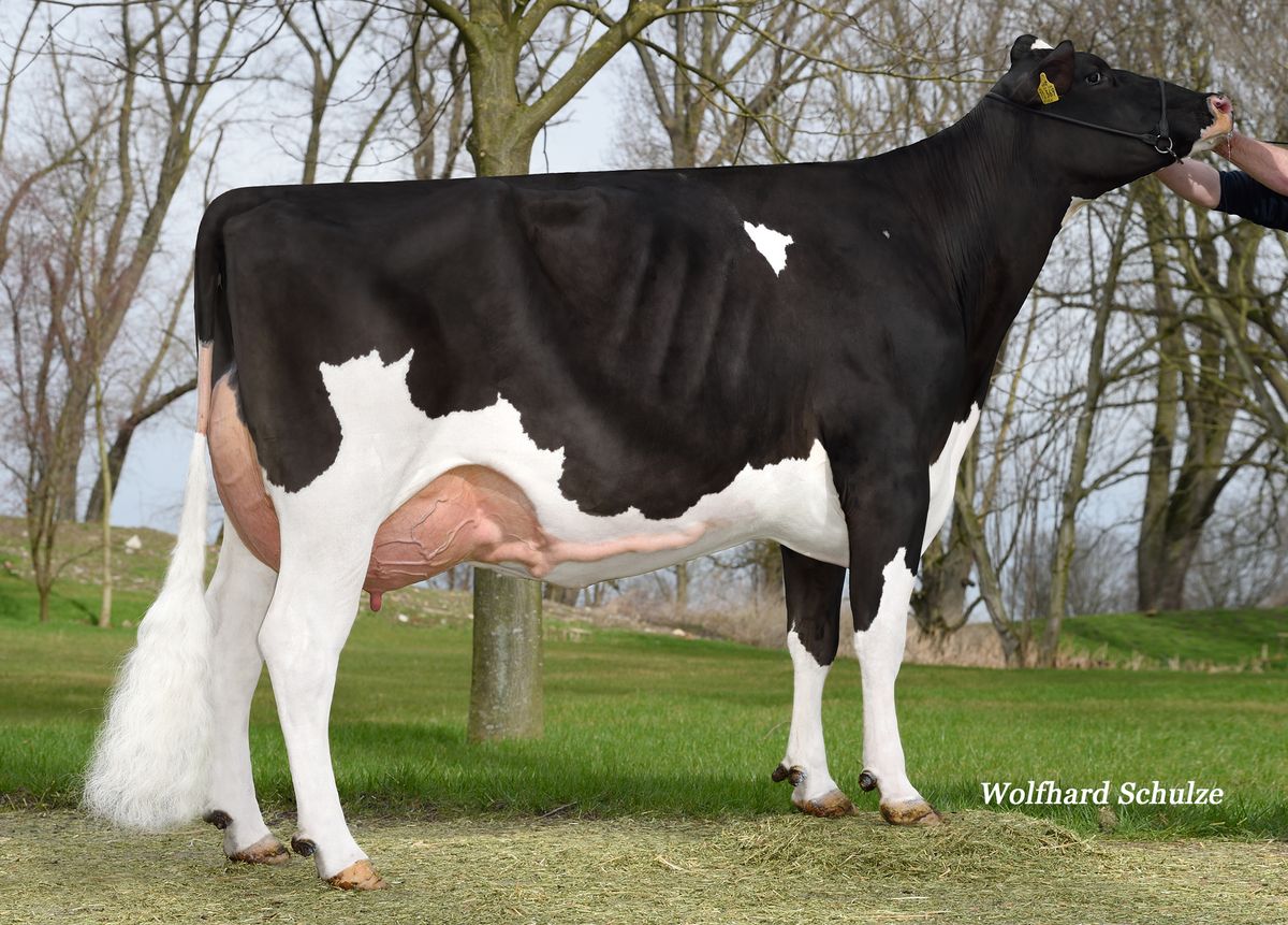 Alcione-MAR DREAM DE 358671369 – 3rd dam of ALCIONE