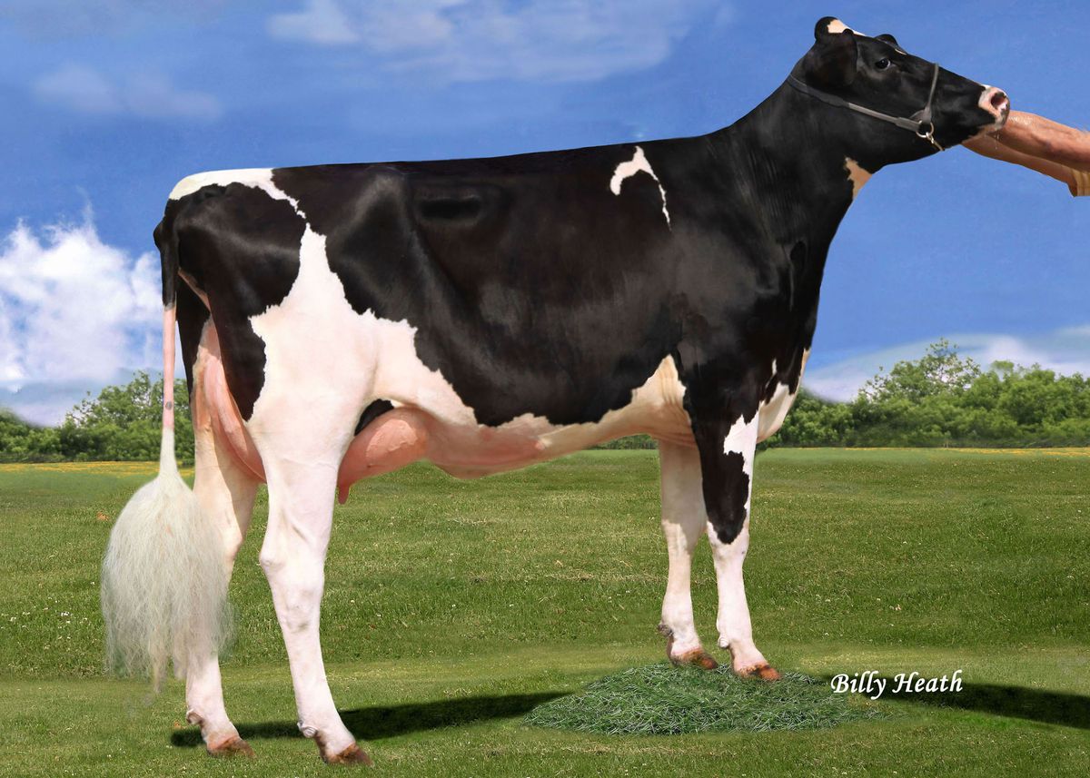 Alcione-aSeagull-Bay Alexa One US 72156755 – 4th dam of ALCIONE