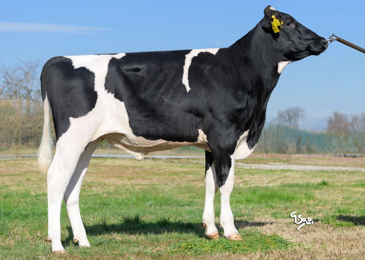 DE000364485726 ALCIONE