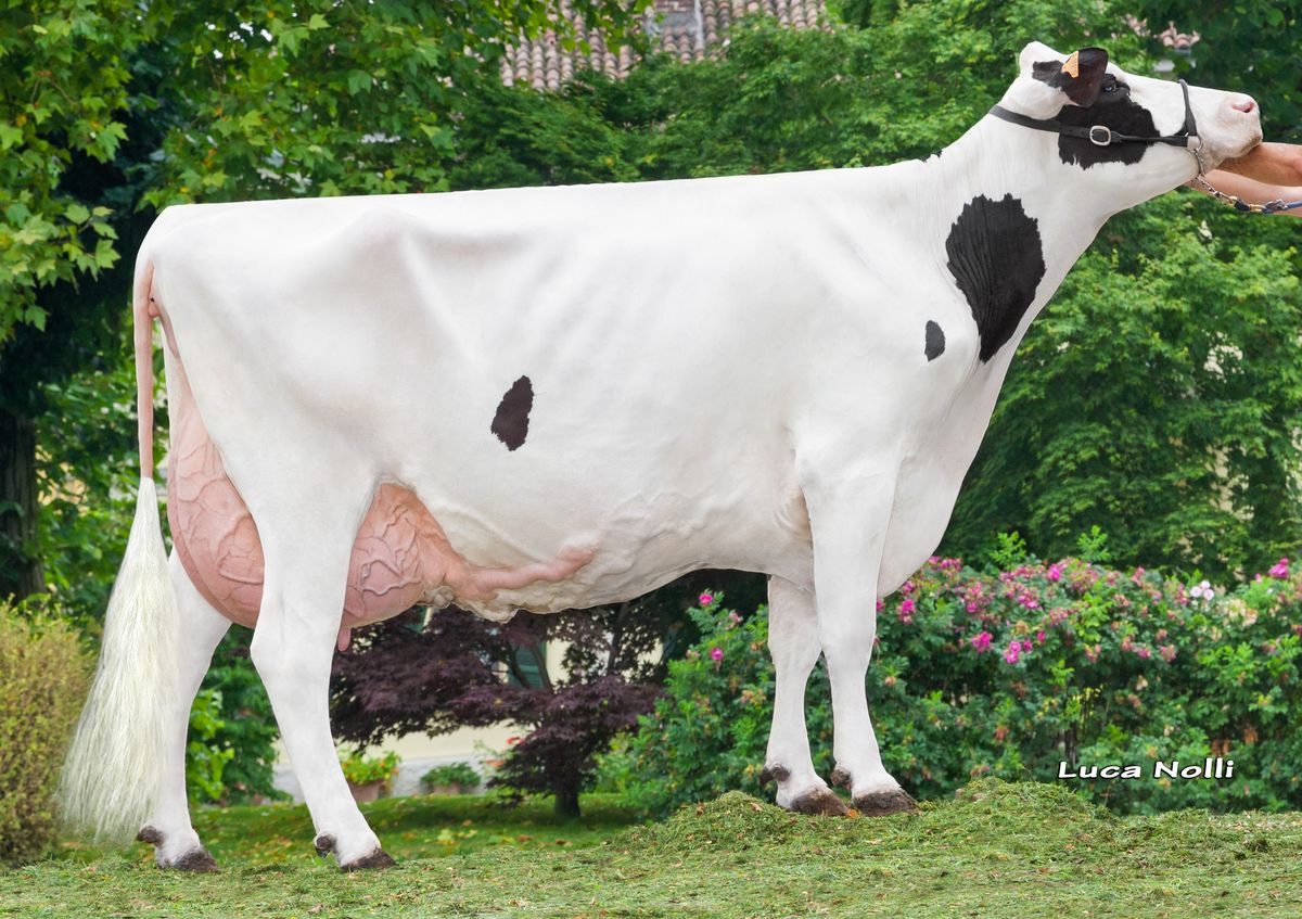 IT018990095361 BUBECCA PLANET KENYA ET – 4th dam of BIGLIA Soc. Agr. I Tigli di Busi R, A. E C. – Borgo San Siro (PV)