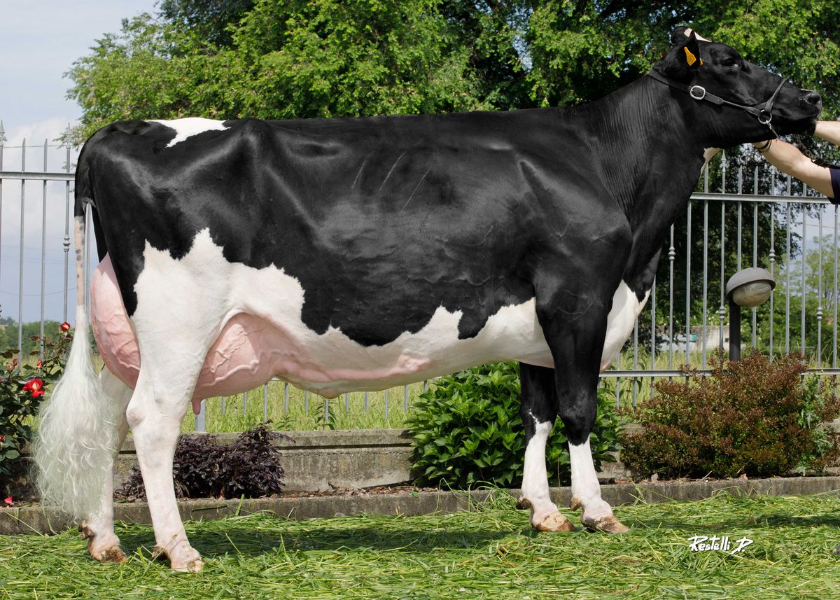 IT001991325557 ELSI – Soc. Agr. Cascina Belvedere S.S. – None (TO) – madre di BELVEDERE
