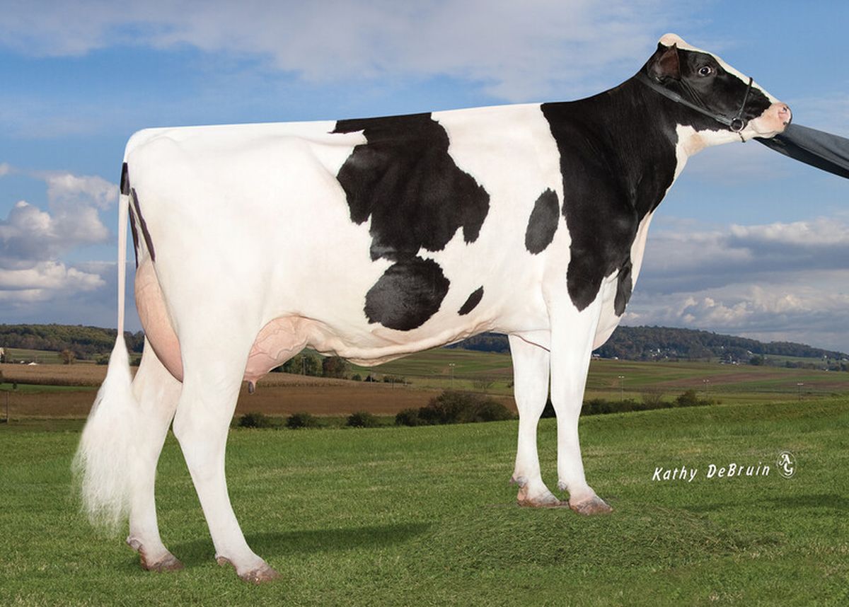 Pen-Col Robust Harp-ET US70484398 – 6th dam of HOKUTO