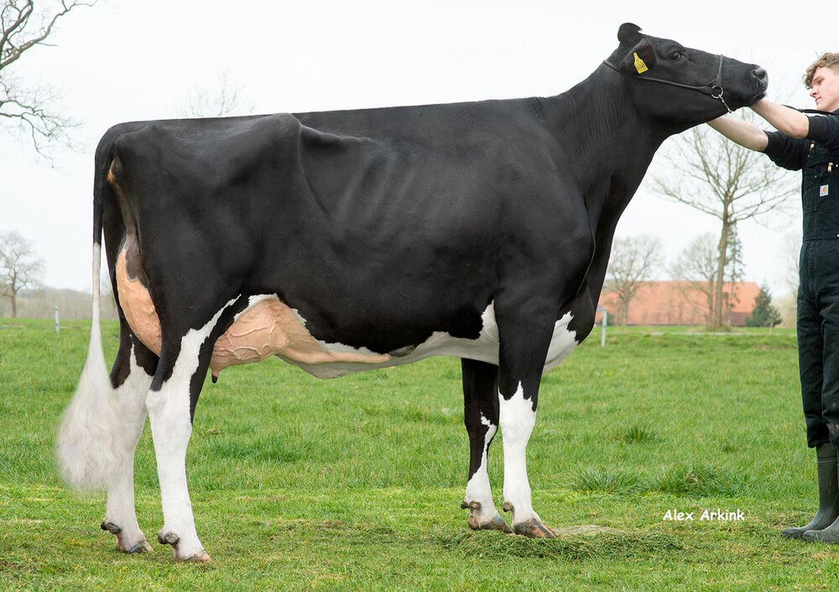 GGA JOY – 3rd dam of JARAMA P