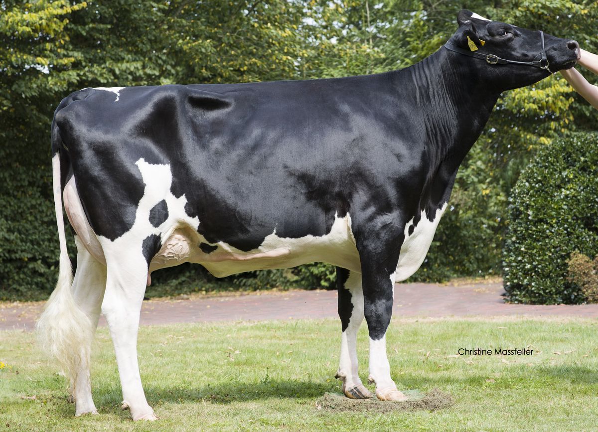 GGA Jolene 0357269957 – 4th dam of JARAMA P