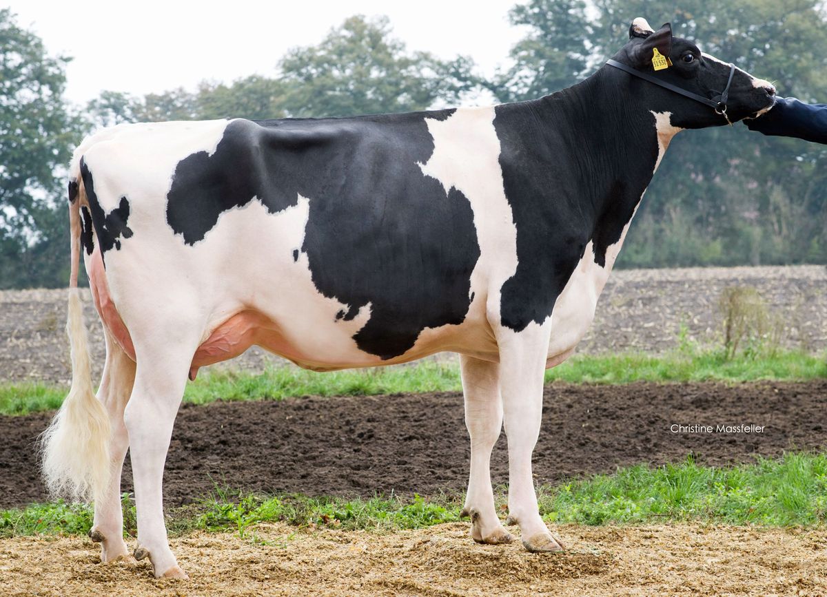 Wilder Sunshine DE 0360151532 3rd dam of SUENO P RF