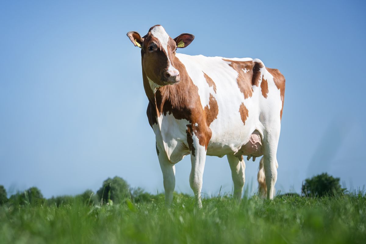 Wilder Suzan DE 542202526 – dam of SUENO P RF