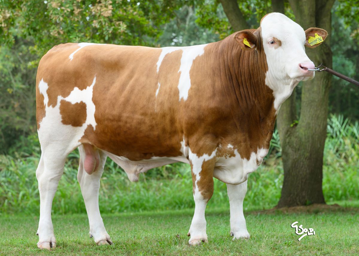 IT030990462414 MISSIO web