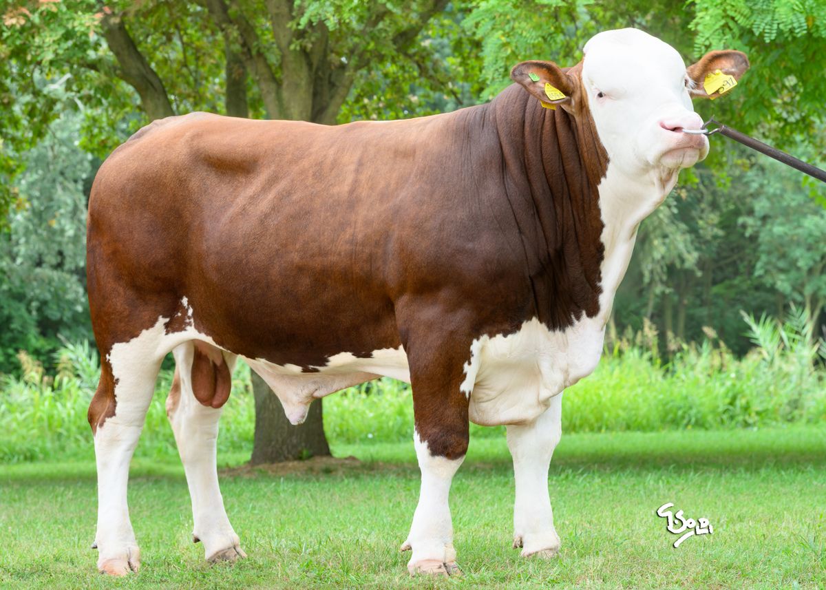 IT093990274594 WHATSAPP web