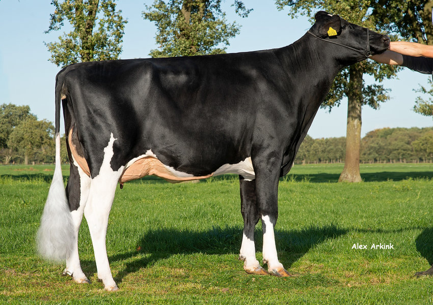 3STAR OH MARTINI NL 673382393 – dalla stessa famiglia_risultato