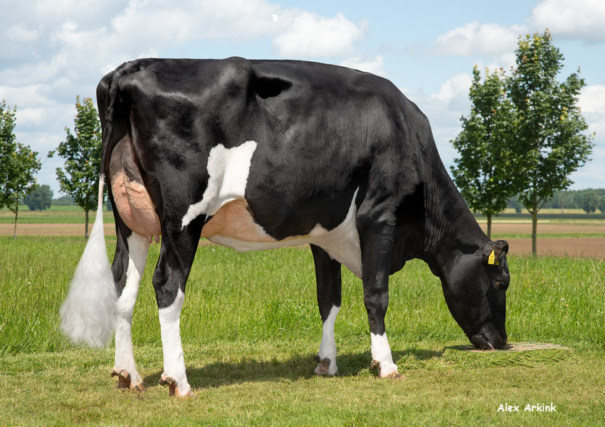 3STAR OH Mazzali NL578223106 – dalla stessa famiglia_risultato