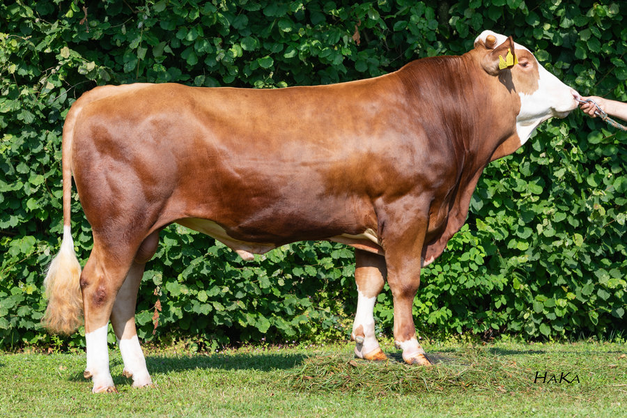 Sultano PS (V: Superboy)