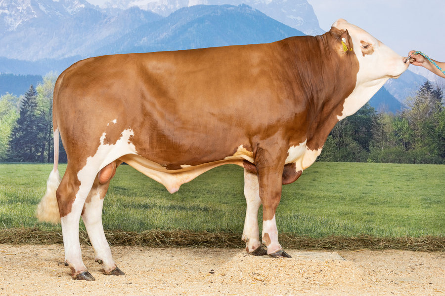 Wittum PP (Sire: Wirbelwind P*S)
