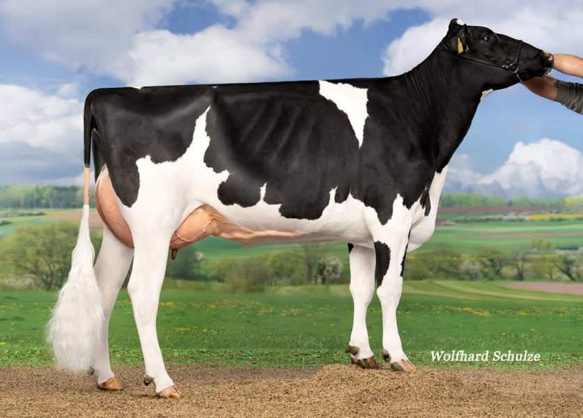 DANHOF GEILES GERAT – sorella della madre di GLICINE lato_risultato