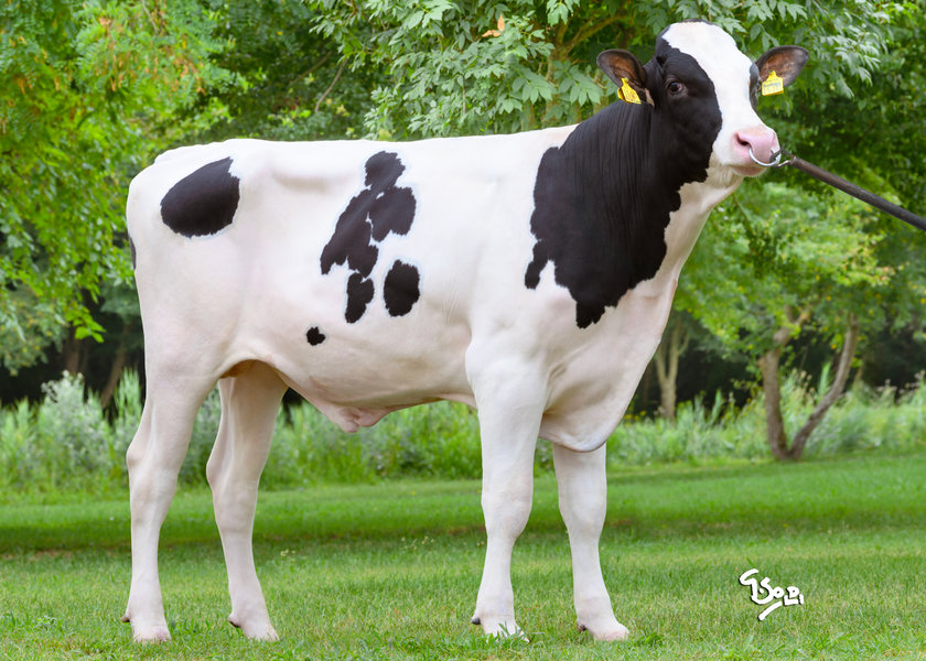 DE000125615107 KUSAMA web_risultato