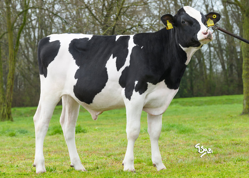 DE000365967909 SUZUKA web_risultato