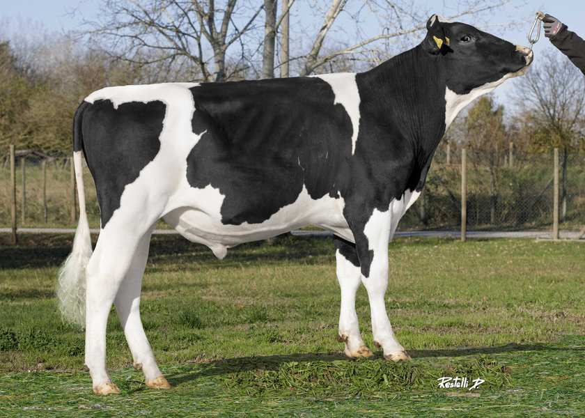 DE000543242893 GLICINE_risultato