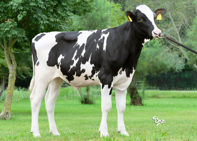 DE001505328533 ENOLA web_risultato