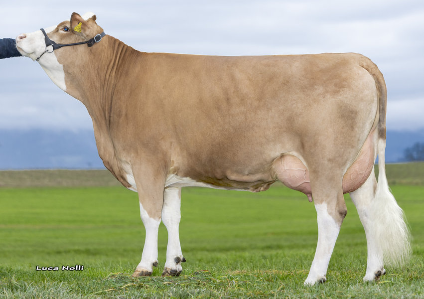 blendaxdaughter of Hopfenfleckvieh1st calf