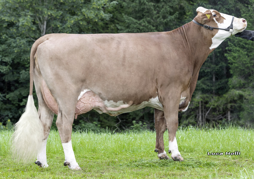 BeautyTochter VirginiaReservechampion 2023