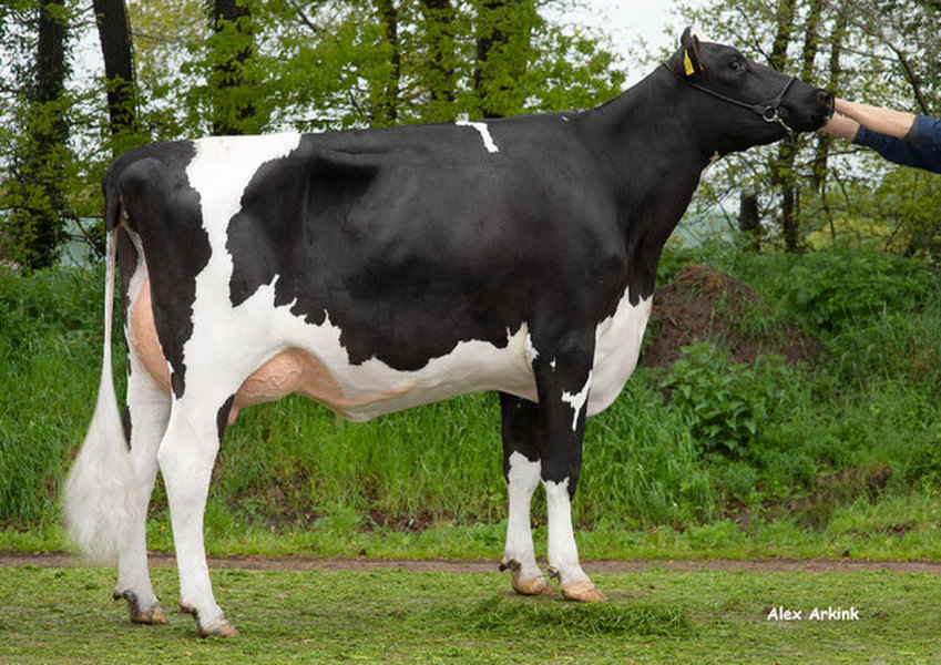 GGA Jae P DE0362020367 – 2nd dam of Jorit PP_risultato