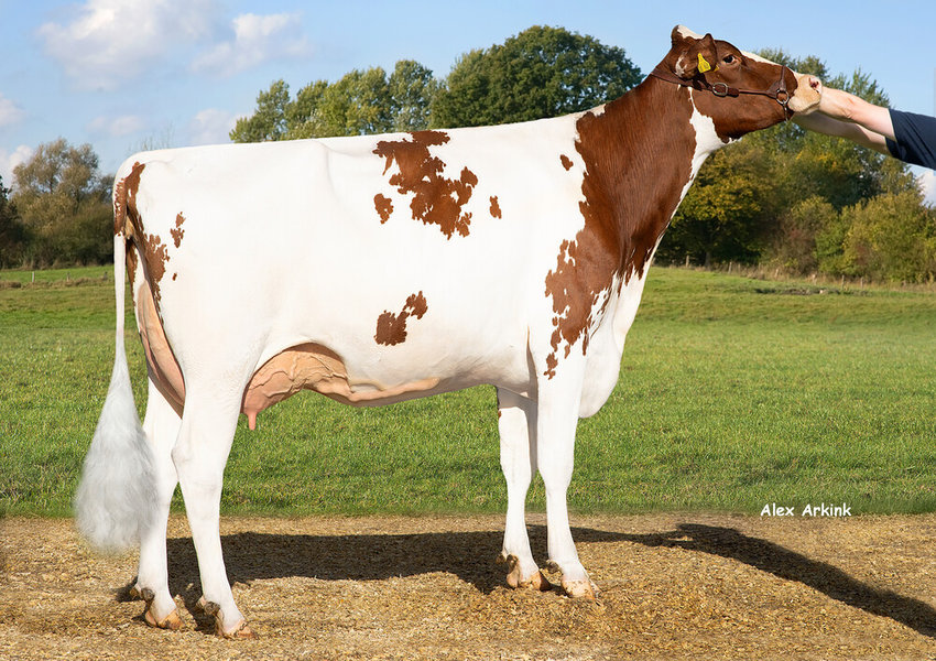 HAH ZAMBER – nonna di KUSAMA_risultato