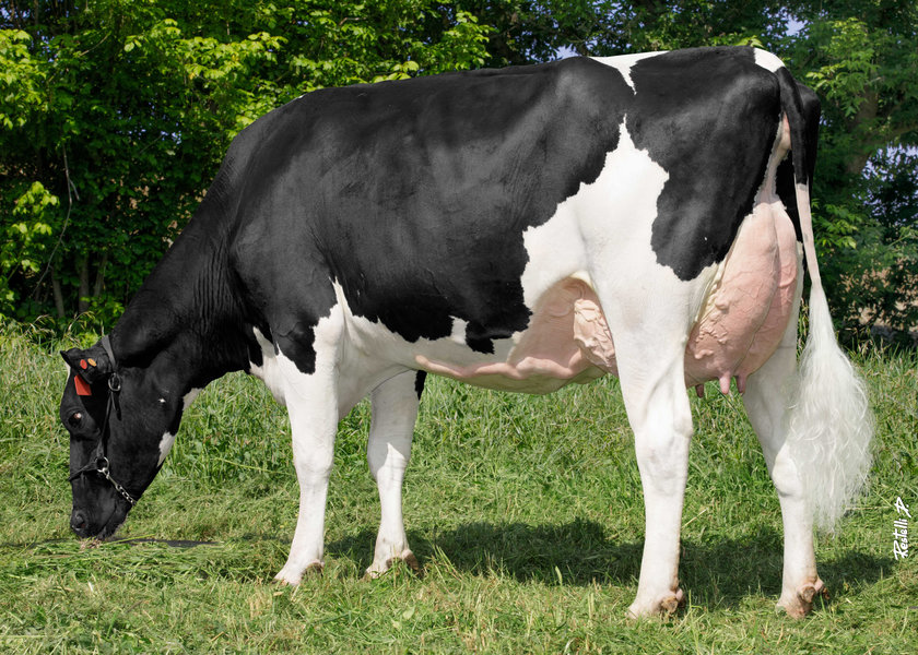 IT019992081632 CRISTELLA SCHIERA ET (2a lattazione) – Balestreri Donatella, San Daniele Po (CR) – madre di NAZARIO pasc_risultato