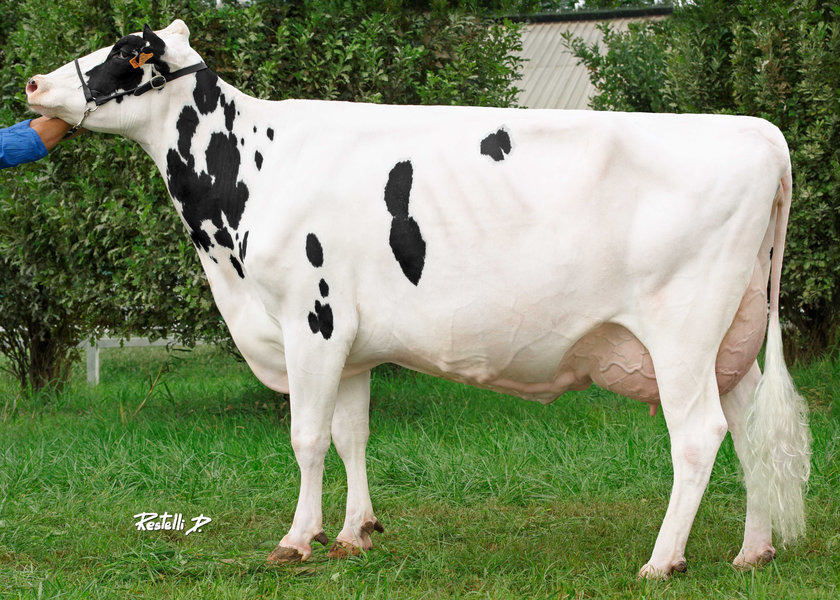 IT19991563495 GO-FARM FLORENCE EX90, 3rd lactation – Go-Farm Holsteins (CR) – 4a madre di GASTON_risultato