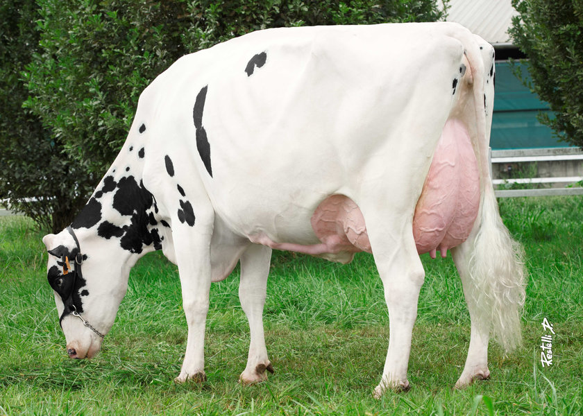IT19991563495 GO-FARM FLORENCE EX90, 3rd lactation – Go-Farm Holsteins (CR) pasc – 4a madre di GASTON_risultato