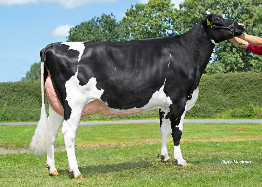 Koepon Parfect Range 113 RF NL 927222305 – madre di REDRAVE_risultato