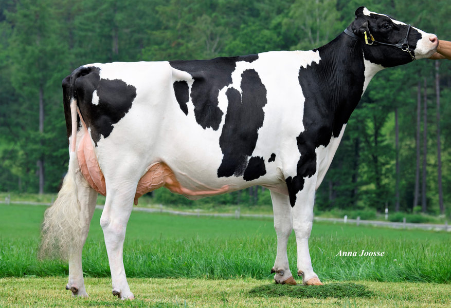 Missboard DE 0358665759 – 4th dam of SUZUKA_risultato