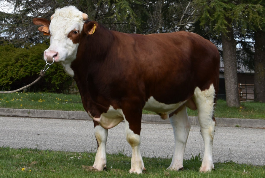 Spritz (2)_risultato