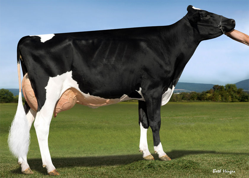 TTM Josuper Ecstatic – 5th dam of ENOLA_risultato