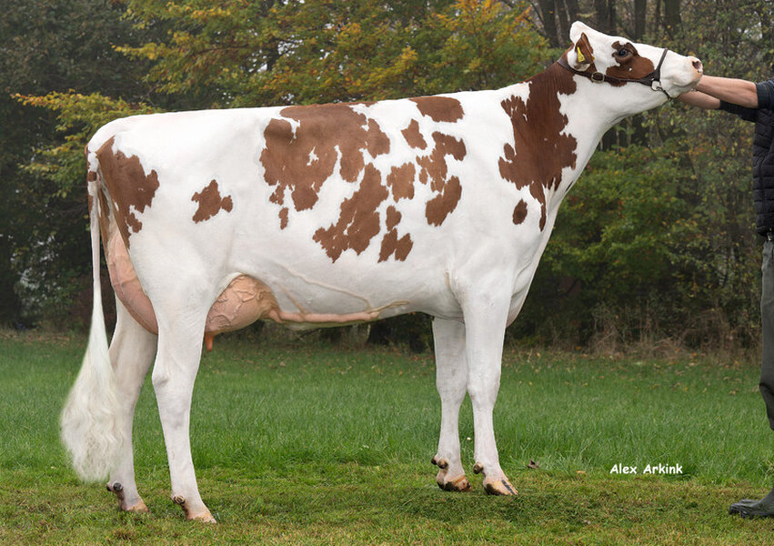 ZFZ Mailand – dam of REDMATIAS P_risultato