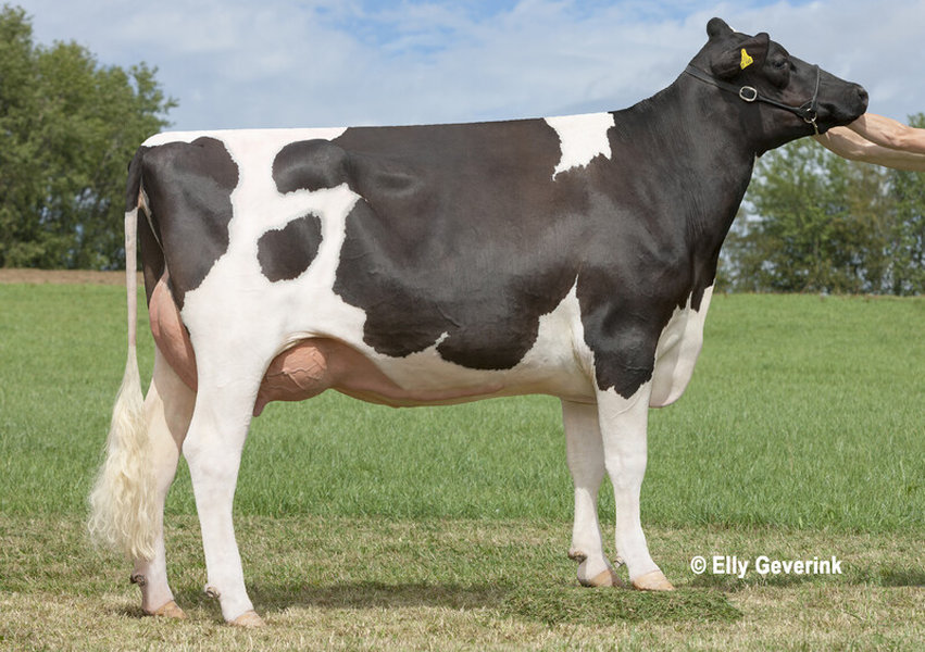 ZFZ Minnesota – 3rd dam of REDMATIAS P_risultato