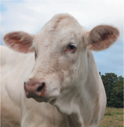 Charolaise1