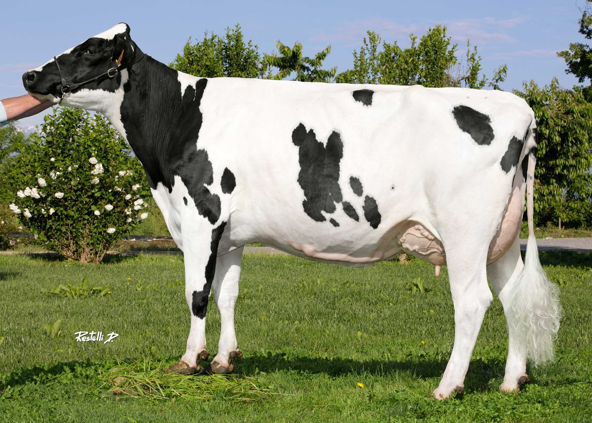 IT001991301901 VANZETTI STRADIVARI FAITH (3° lattazione) Vanzetti Holstein – Candiolo – (TO) – madre di DOGMA