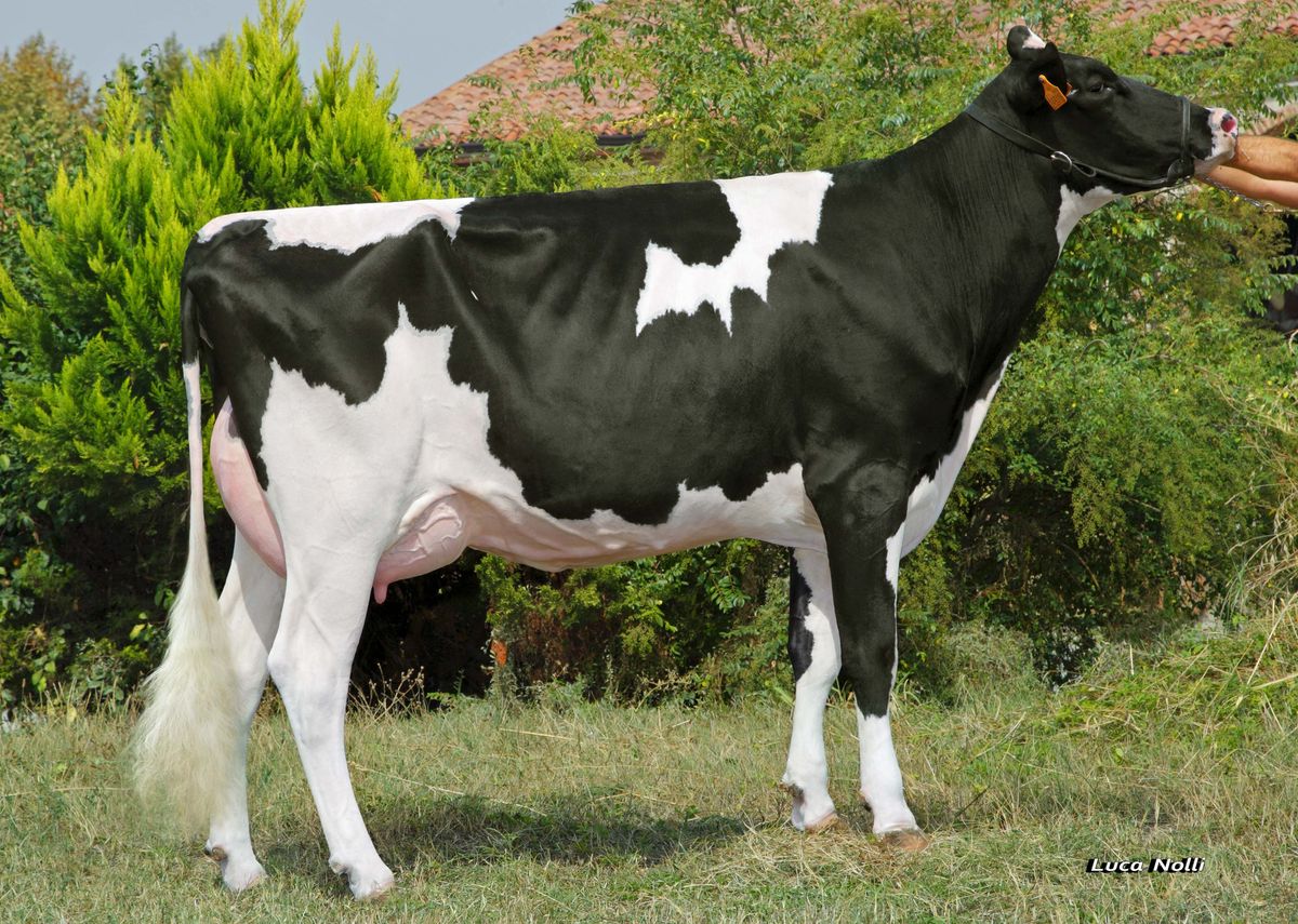 IT019990293118 CERVI ROXANN ET – 6th dam of JOHNNY RIGHT