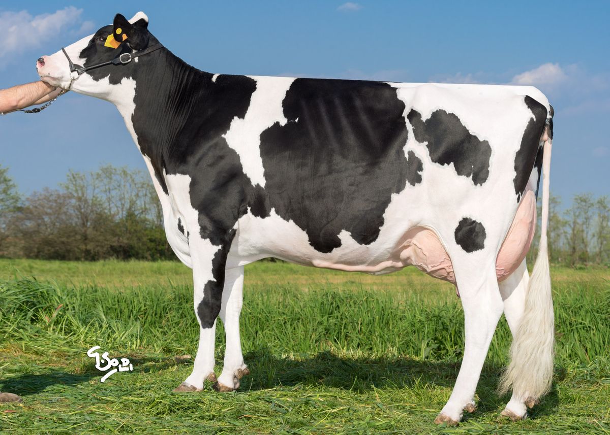 IT019990802072 Cervi ManOman Valparaiso VG86 – Dam – side view – 5th dam of JOHNNY RIGHT