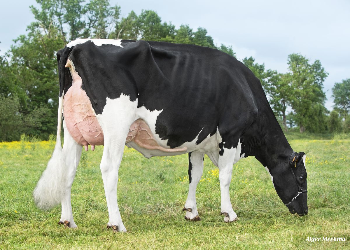 Photo LV Tencia (Pellegrino) – M2605014 – madre di ALENCIO
